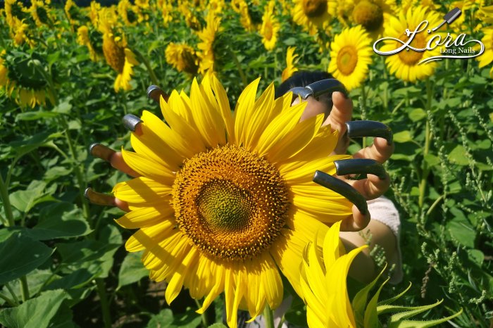 🌻 Sunflowers 🚗 Car and LONG NAILS