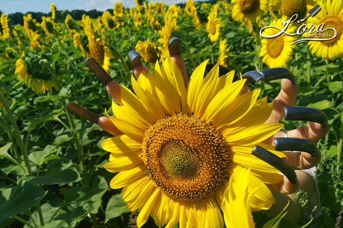 🌻 Sunflowers 🚗 Car and LONG NAILS