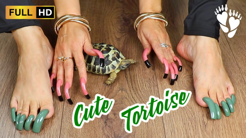 Сute Tortoise and Long Nails